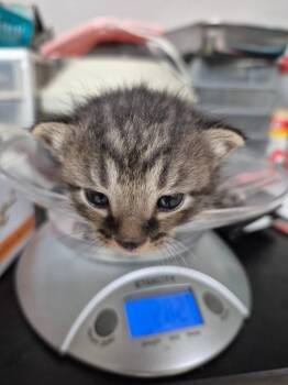 Domestic Short Hair Cats Available for Adoption in Cincinnati, Ohio - Hadron | PetCurious