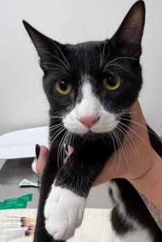 Ghostface -  Domestic Short Hair Cat for Adoption in Sacramento, California - Ghostface | PetCurious