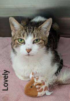 Lovey -  Domestic Short Hair Cat for Adoption in Flint, Michigan - Lovey | PetCurious