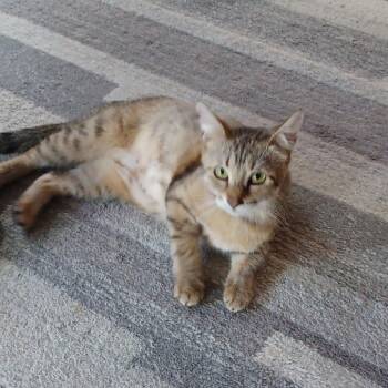 Rescue American Shorthair Cats for Adoption in Huntsville, Alabama - Tulip | PetCurious