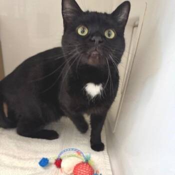 Domestic Short Hair Cats Available for Adoption - Culture | PetCurious