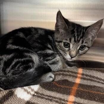 Gimli -  Domestic Short Hair Cat for Adoption in Las Vegas, Nevada - Gimli | PetCurious