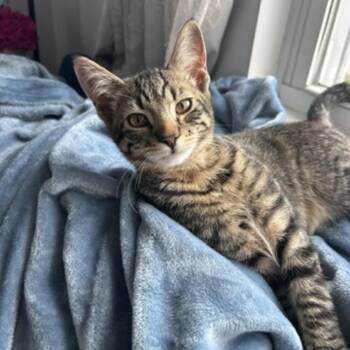 Monterey -  Domestic Short Hair Cat for Adoption in Oceanside, New York - Monterey | PetCurious