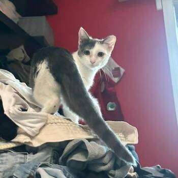 Bri -  Domestic Short Hair Cat for Adoption in Brea, California - Bri | PetCurious
