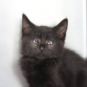 Rescue Domestic Short Hair Cats for Adoption in Walla Walla, Washington - Professor Plum | PetCurious