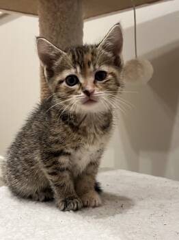 Rescue Domestic Short Hair and Tabby Cats for Adoption in Poplar Grove, Illinois - Royal Zinnia | PetCurious