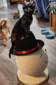 Flower -  Domestic Short Hair Cat for Adoption in Phoenix, Arizona - Flower | PetCurious