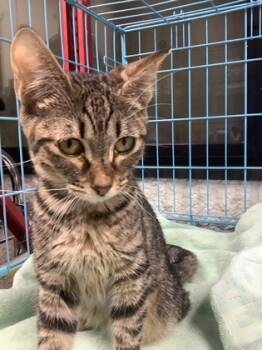 Rescue Domestic Short Hair Cats for Adoption in Fort Worth, Texas - Case | PetCurious
