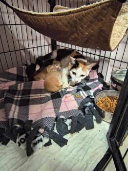 Rescue Calico Cats for Adoption in Stover, Missouri - L1+3 | PetCurious