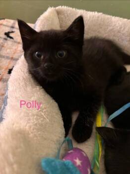 American Shorthair Cats Available for Adoption in Hagaman, New York - Polly | PetCurious