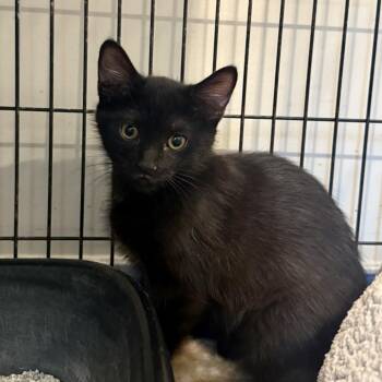Buttercup -  Domestic Short Hair Cat for Adoption in Louisville, Kentucky - Buttercup | PetCurious