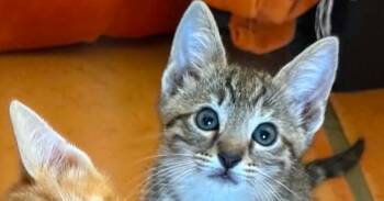 Little Lady -  Domestic Short Hair Cat for Adoption in Newnan, Georgia - Little Lady | PetCurious