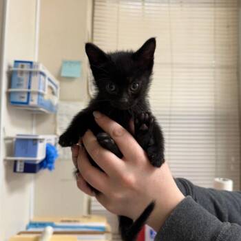 Domestic Short Hair Cats Available for Adoption in Pekin, Illinois - Rue 21 | PetCurious