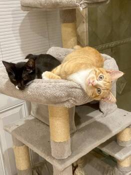 Frito -  Domestic Short Hair Cat for Adoption in Melville, New York - Frito | PetCurious