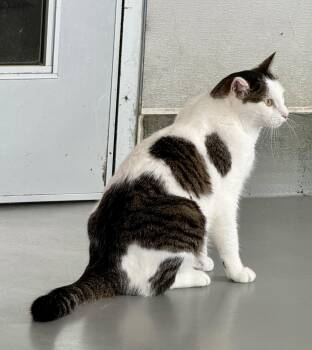 Butch Cassidy -  Domestic Short Hair Cat for Adoption in Yonkers, New York - Butch Cassidy | PetCurious