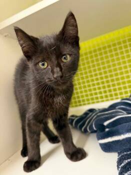 Pointer -  Domestic Short Hair Cat for Adoption in Gorham, Maine - Pointer | PetCurious