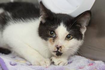 08301b Joey -  Domestic Short Hair Cat for Adoption in North Charleston, South Carolina - 08301b Joey | PetCurious