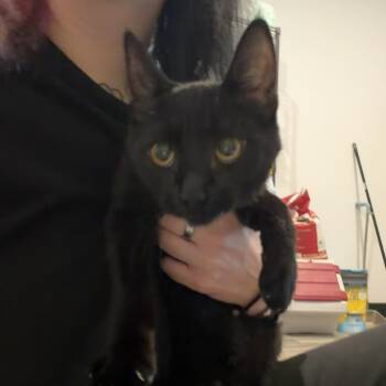 Lilly -  Domestic Short Hair Cat for Adoption in Port Angeles, Washington - Lilly | PetCurious