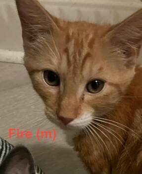 Fire Kitten -  Domestic Short Hair Cat for Adoption in New Bern, North Carolina - Fire Kitten | PetCurious