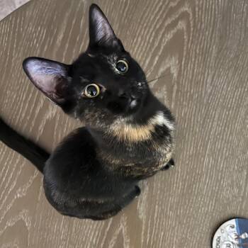 Stephanie -  Domestic Short Hair Cat for Adoption in Portland, Oregon - Stephanie | PetCurious