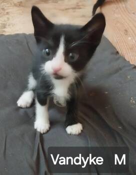 Vandyke -  Domestic Short Hair Cat for Adoption in San Jacinto, California - Vandyke | PetCurious