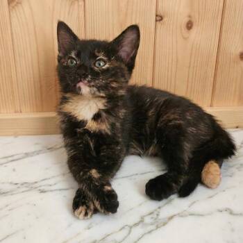 Emerald -  Tortoiseshell Cat for Adoption in Allen, Texas - Emerald | PetCurious