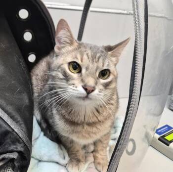 Misty -  Domestic Short Hair Cat for Adoption in New York, New York - Misty | PetCurious