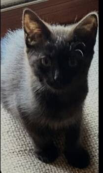 Rescue Domestic Short Hair Cats for Adoption in Jackson, Georgia - Evie | PetCurious