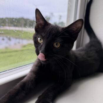 Fozzie -  Domestic Short Hair Cat for Adoption in Jacksonville, Florida - Fozzie | PetCurious