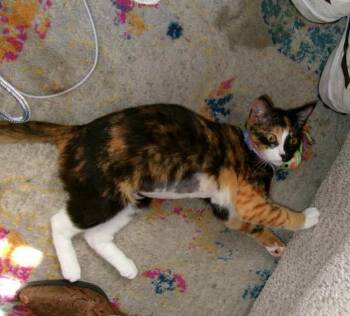 Rescue Domestic Short Hair Cats for Adoption in Statesboro, Georgia - Fire | PetCurious