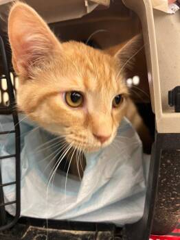 Kaboodle -  Domestic Short Hair Cat for Adoption in Cromwell, Kentucky - Kaboodle | PetCurious