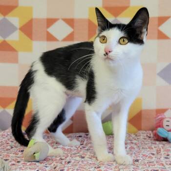 Jelly Cube -  Domestic Short Hair Cat for Adoption in Austin, Texas - Jelly Cube | PetCurious