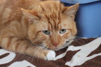 Domestic Short Hair Cats Available for Adoption - Pretzel | PetCurious