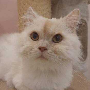 Rescue Domestic Medium Hair Cats for Adoption in Merrifield, Virginia - Bet Kuwait | PetCurious