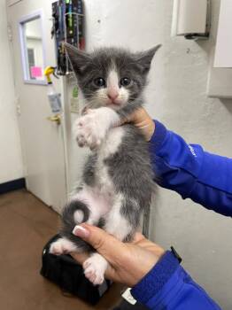 Domestic Short Hair Cats Available for Adoption in Chico, California - Birch | PetCurious