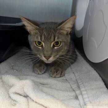 Domestic Short Hair Cats Available for Adoption - Peppers | PetCurious