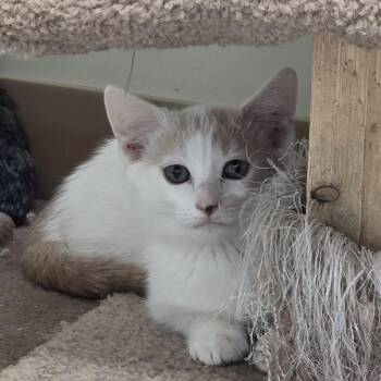Butters -  Domestic Short Hair Cat for Adoption in Midland, Texas - Butters | PetCurious