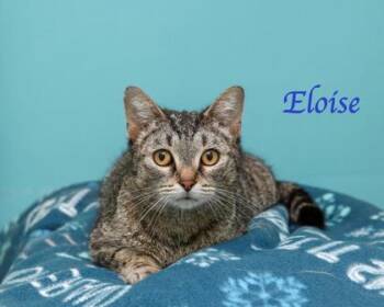 Eloise -  Domestic Short Hair Cat for Adoption in Parma, Ohio - Eloise | PetCurious