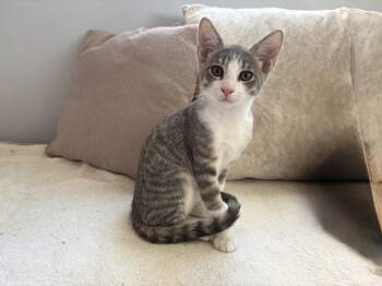 GRAYBEE -  Domestic Short Hair Cat for Adoption in Burbank, California - GRAYBEE | PetCurious