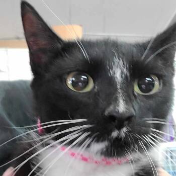 Rescue Domestic Short Hair Cats for Adoption in Hemet, California - Diva | PetCurious