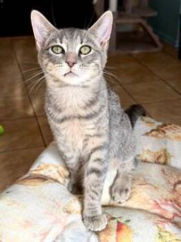 Rescue Domestic Short Hair Cats for Adoption in Little River, South Carolina - Gracie | PetCurious
