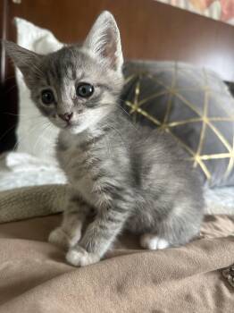Rescue Tabby Cats for Adoption in San Juan Capistrano, California - Sophie | PetCurious