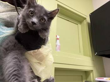 GILLIAN -  Domestic Long Hair Cat for Adoption in Colorado Springs, Colorado - GILLIAN | PetCurious