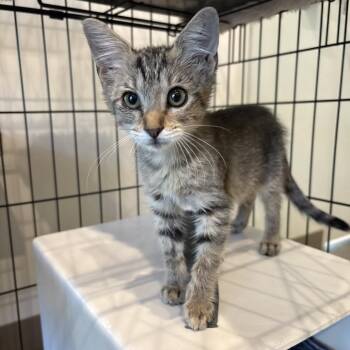 Stripe -  Domestic Short Hair Cat for Adoption in Bentonville, Arkansas - Stripe | PetCurious