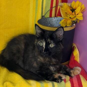 Pepper -  Siberian and Maine Coon Cat for Adoption in Mount Vernon, Illinois - Pepper | PetCurious