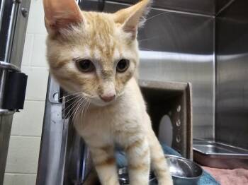 PUMPKIN -  Domestic Short Hair Cat for Adoption in Pueblo, Colorado - PUMPKIN | PetCurious