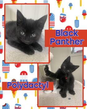 Black Panther -  Extra Toes Cat Hemingway Polydactyl Cat for Adoption in Pasco, Washington - Black Panther | PetCurious