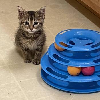Maple -  Domestic Short Hair Cat for Adoption in Mineral Point, Wisconsin - Maple | PetCurious