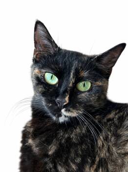 Saffron Adult Female Tortie -  Tortoiseshell Cat for Adoption in Monroe, North Carolina - Saffron Adult Female Tortie | PetCurious
