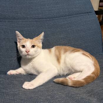 Azriel -  Domestic Short Hair Cat for Adoption in Fort Worth, Texas - Azriel | PetCurious